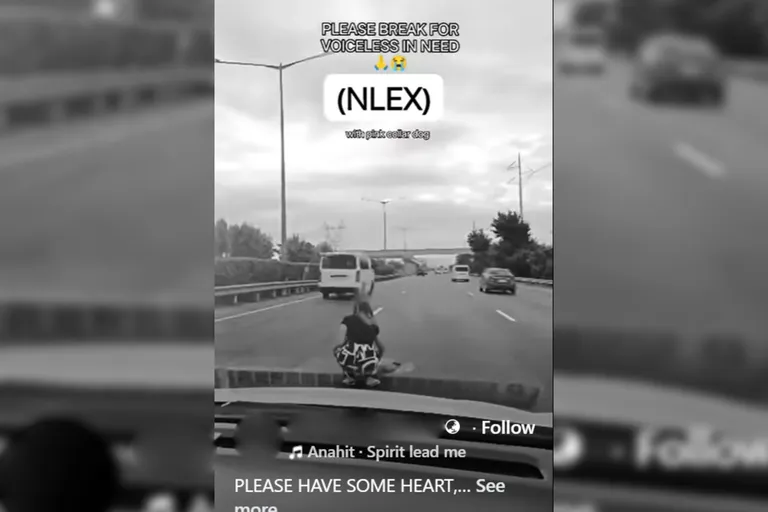 Driver stops in the middle of NLEX to move dog, endangers motorists ...