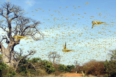 Volvo Cars Turns to Locust Swarms for Future Safety Solutions