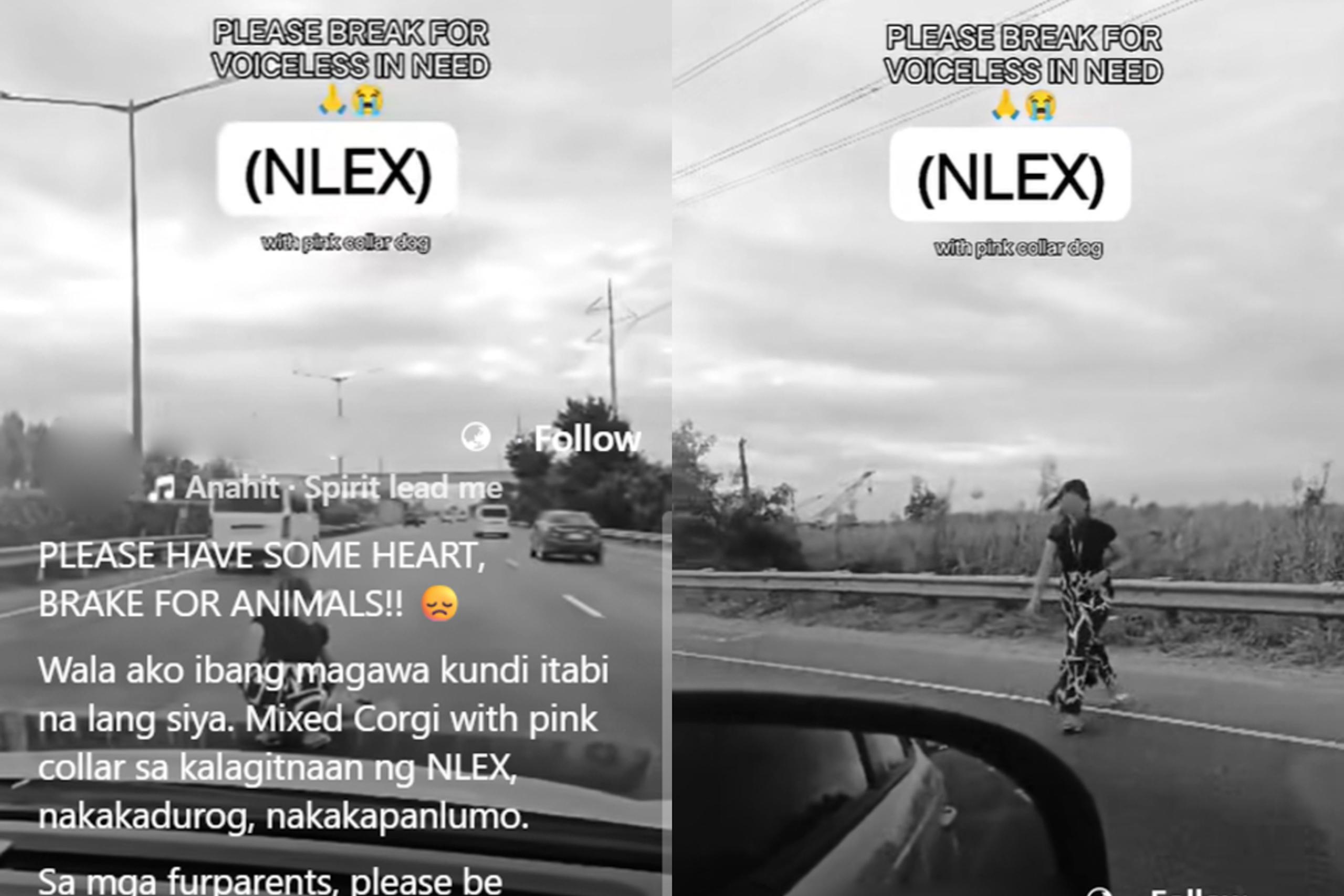 Driver stops in the middle of NLEX to move dog, endangers motorists